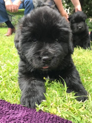 Newfoundland Puppies Ready Now