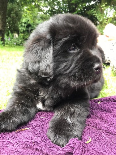 Newfoundland Puppies Ready Now