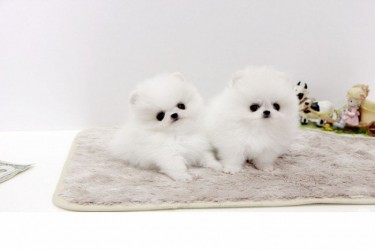T- CUP Pomeranian Puppies