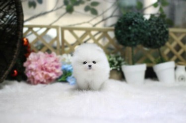 T- CUP Pomeranian Puppies