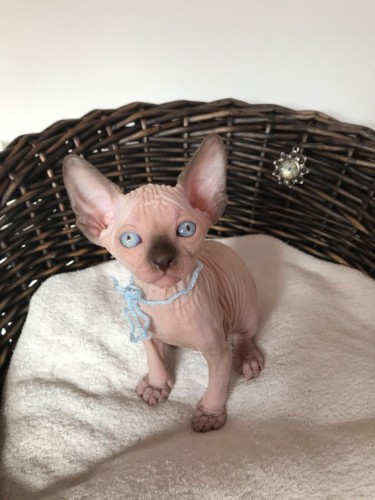 Charming 100% Male And Female Sphynx Kittens