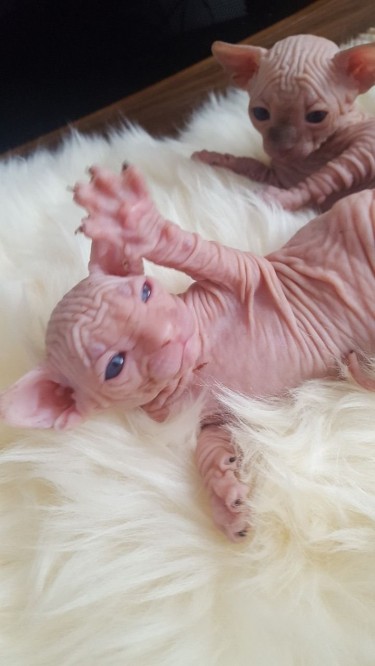 Charming 100% Male And Female Sphynx Kittens
