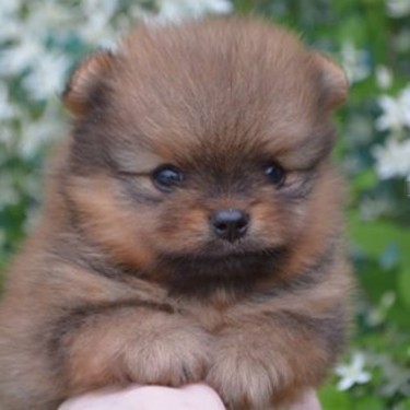 Pomeranian Puppies For Sale 