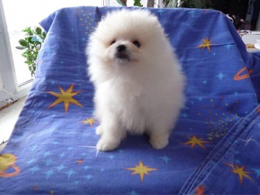 Pure Pomeranian Puppies For Sale