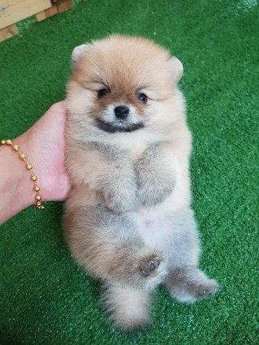 Pure Pomeranian Puppies For Sale