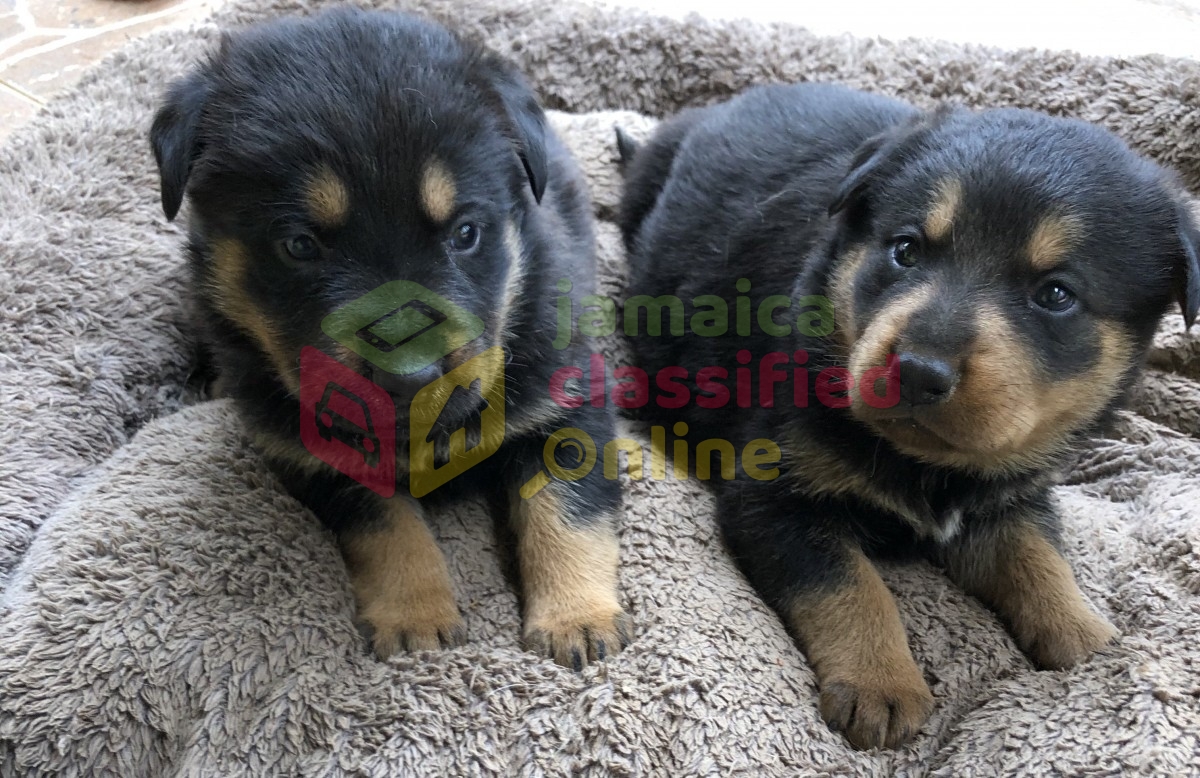 German Shepherd Rottweiler Mix Puppies for sale in ...