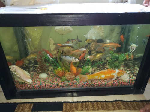 Fresh Water Aquarium (120gal), Decorated With Fish