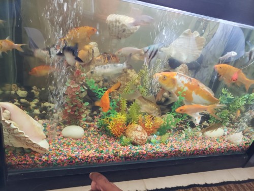 Fresh Water Aquarium (120gal), Decorated With Fish