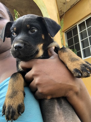 Rottweiler Pitbull Puppy For Sale