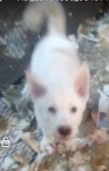 White Male Akita Pup (over 12weeks Old)