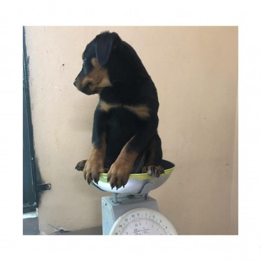 Full Bred Rottweiler Pup Available 