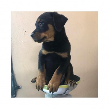 Full Bred Rottweiler Pup Available 