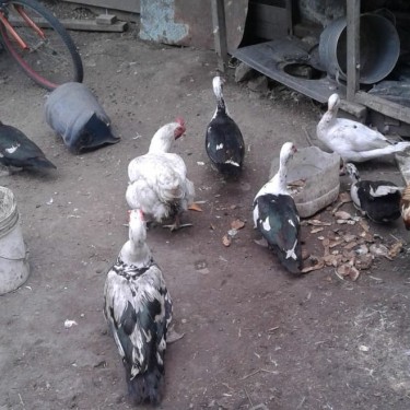 3 Pair Of Ducks For Sale