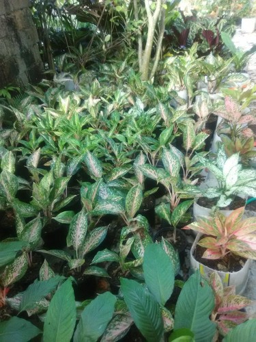 Indoor Plants Aglaonema