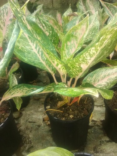Indoor Plants Aglaonema