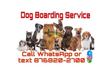 Dog Boarding For All Breeds