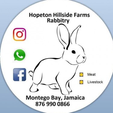 Mature Rabbits For Sale In Jamaica. 