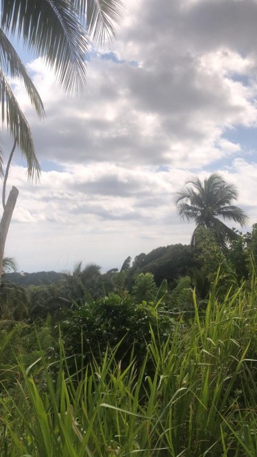7 Acres Of Land For Sale In Lyssons St Thomas 