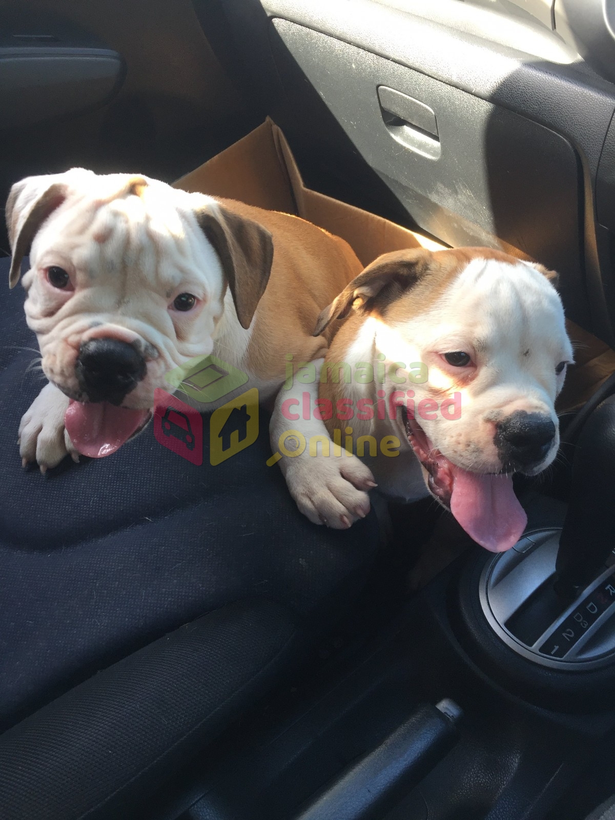 Fully Vaccinated Male & Female Bulldogs for sale in Tryall (Price Is As