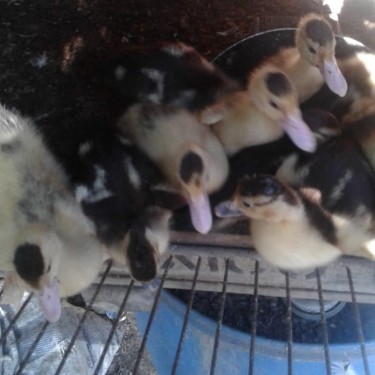 12 Baby Ducks For Sale 12000k Neg
