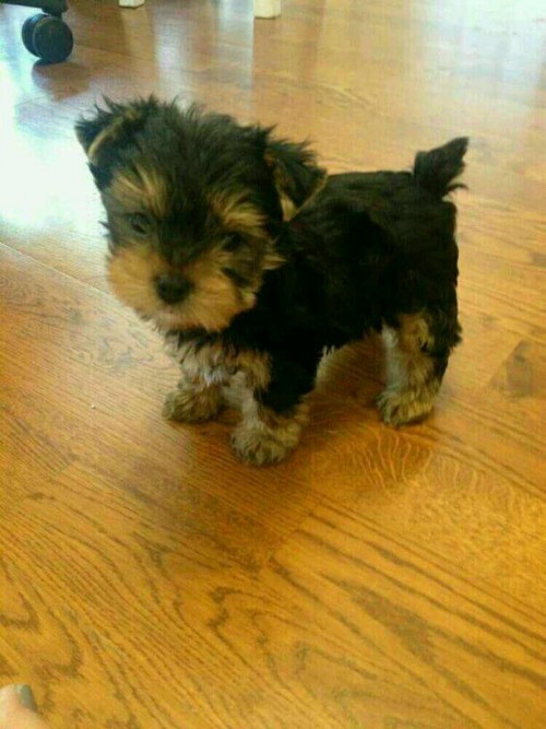 Teacup Yorkie Puppies For Slae