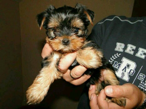 Teacup Yorkie Puppies For Slae