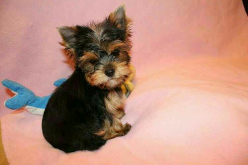 Teacup Yorkie Puppies For Slae