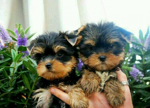 Teacup Yorkie Puppies For Slae