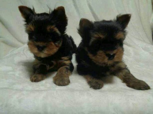 Teacup Yorkie Puppies For Slae