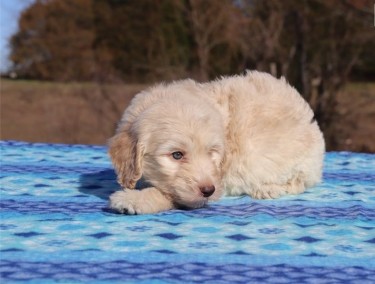 Gorgeous Golden-Doddle For Sale