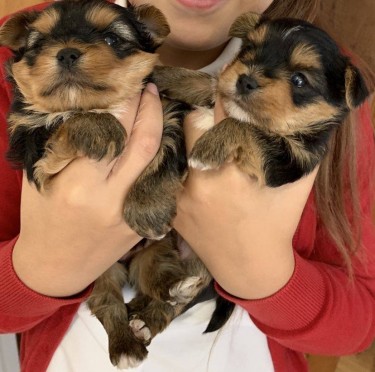 Adorable Female TeaCup Yorkie Puppy Available 385 