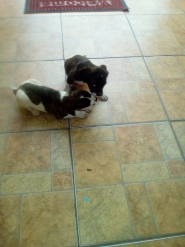 Pitbull Mix With Poodle Pups