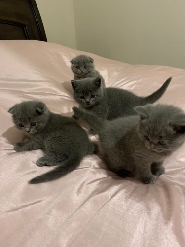 Beautiful Scottish Fold Kittens/british Shorthair