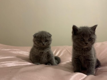 Beautiful Scottish Fold Kittens/british Shorthair