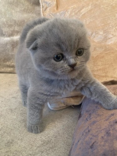 Beautiful Scottish Fold Kittens/british Shorthair