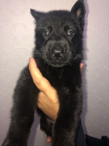 German Shepherd Female 