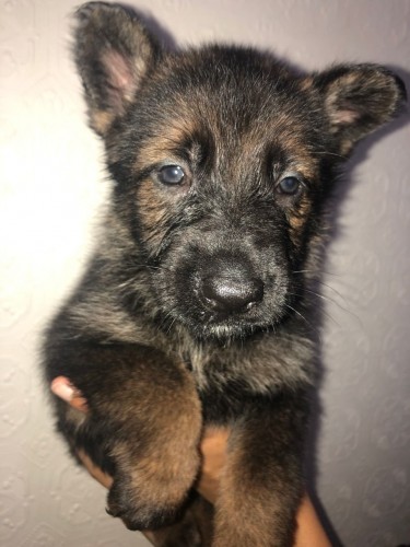 German Shepherd Female 