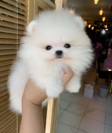 Awesome Teacup Pomeranian Puppies Ready Now
