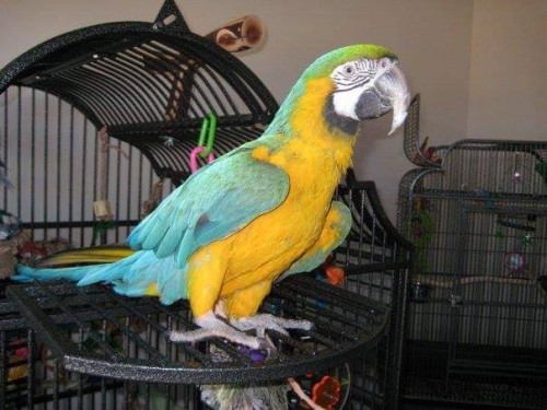 Talking Blue And Gold Macaw Parrots