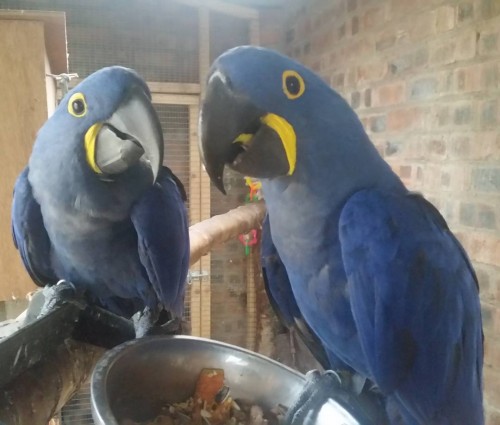 Cute Male And Female Hyacinth Macaw Parrots For Sa