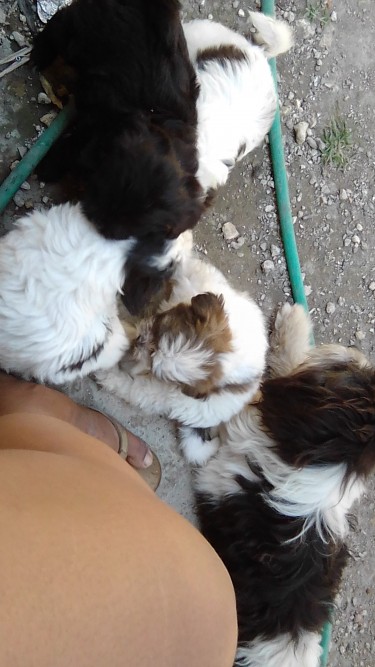 Shih Tzu Puppies For Sale