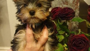 Wonderful Yorkshire Puppies Available Yorkshire