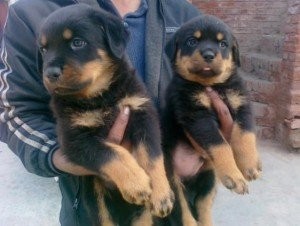 Rottweiler Puppies, 1 Male And 1 Female