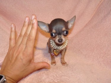 Teacup Chihuahua Puppies Available