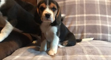 Available Puppies Beagle