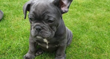 Beautiful French Bulldog Puppies Available.