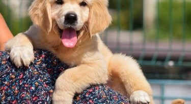 Available Golden Retriever Pups