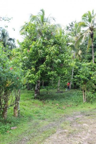 Over 15 Acres Land, Fontabelle, St. Mary