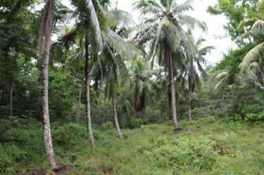 Over 15 Acres Land, Fontabelle, St. Mary