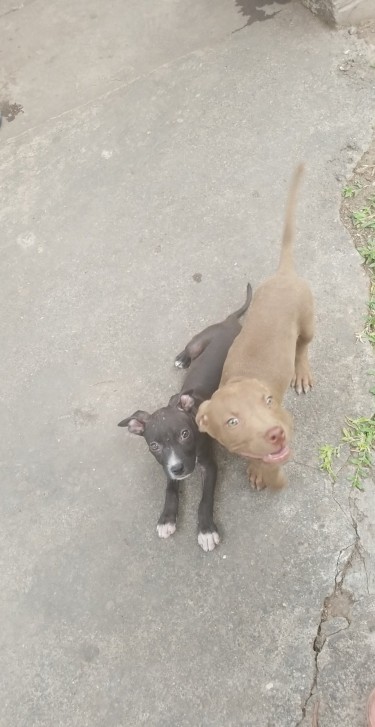 2 Pitbull Pups Left For Sale... 